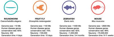 Drosophila melanogaster as a versatile model organism to study genetic epilepsies: An overview